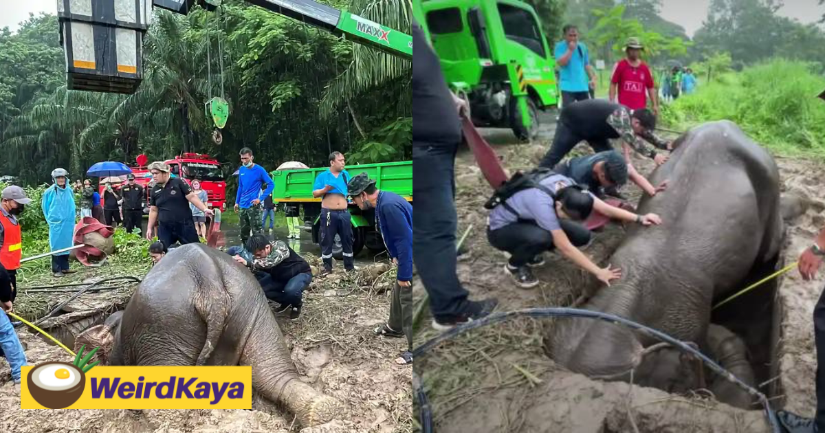 [VIDEO] Elephant Mother And Calf Rescued From Manhole Dramatically In Thailand