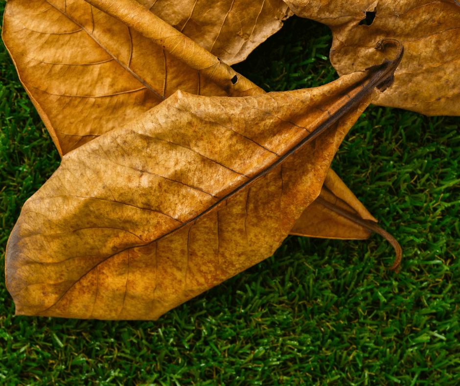 Dried Ketapang leaves on ground 