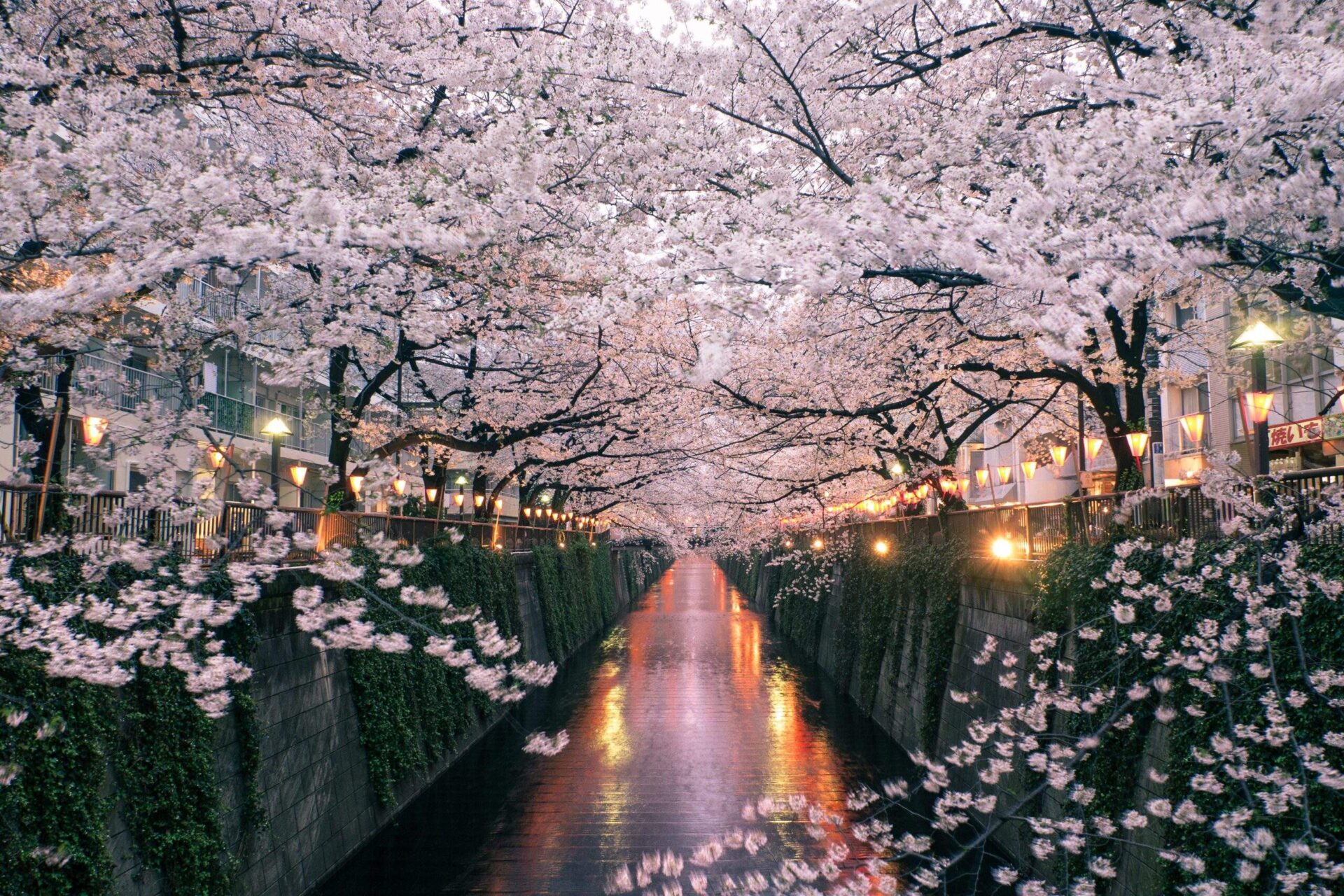 Images of "sakura"-like flowers blooming in Malaysia leave netizens amazed