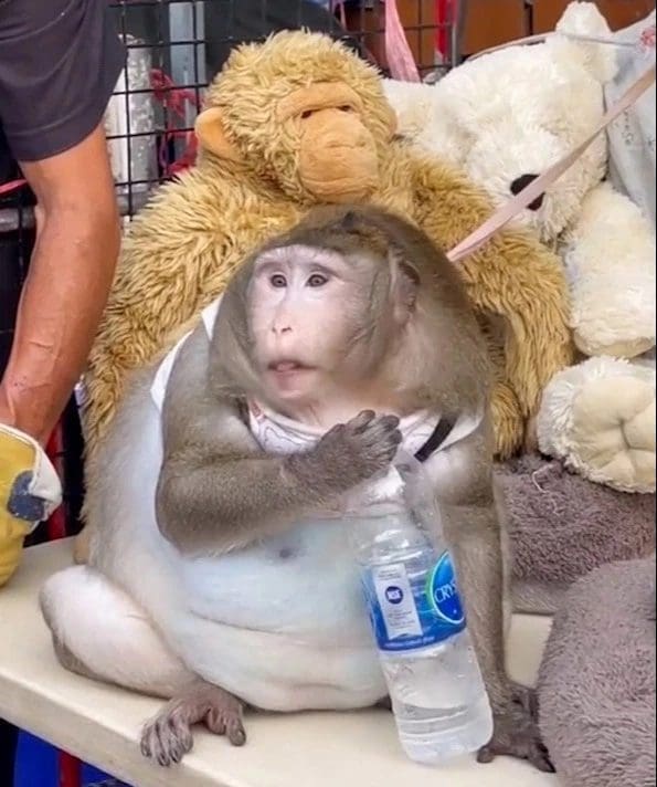 "Godzilla" macaque forced to lose weight due to overfeeding by tourists