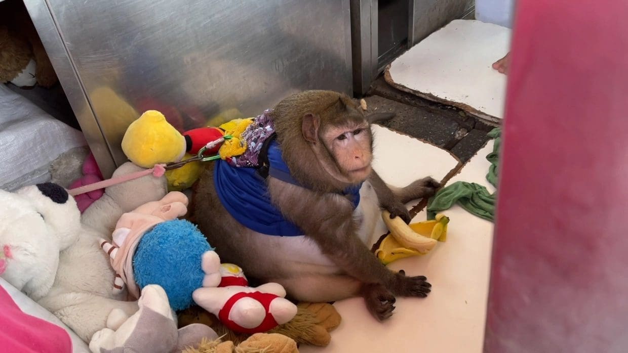 "Godzilla" macaque forced to lose weight due to overfeeding by tourists