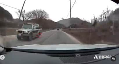 [VIDEO] Dog dies after being dragged across the road, owner denies wrongdoing