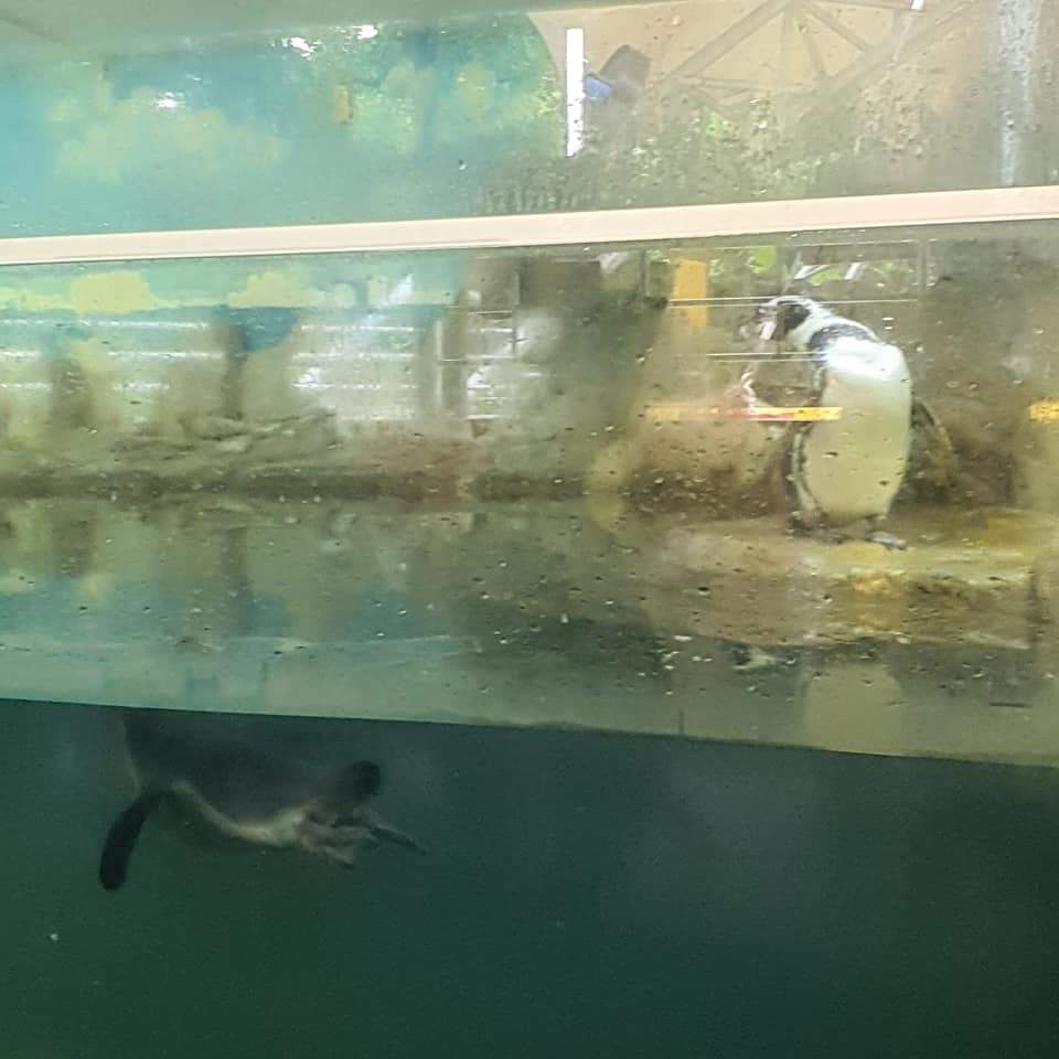[PHOTOS] "Smelly and filthy!" Malaysian laments over poor conditions in Zoo Negara