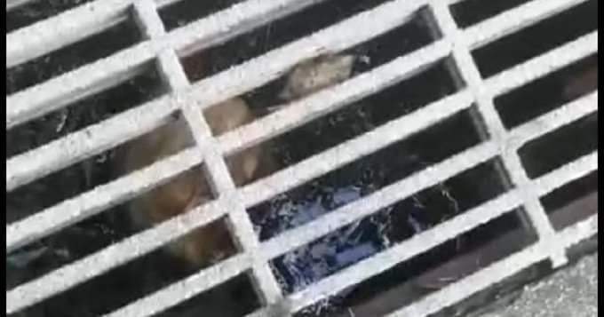 Lorry driver found a human skull in the drain, investigation ongoing