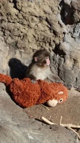 Panchi kun