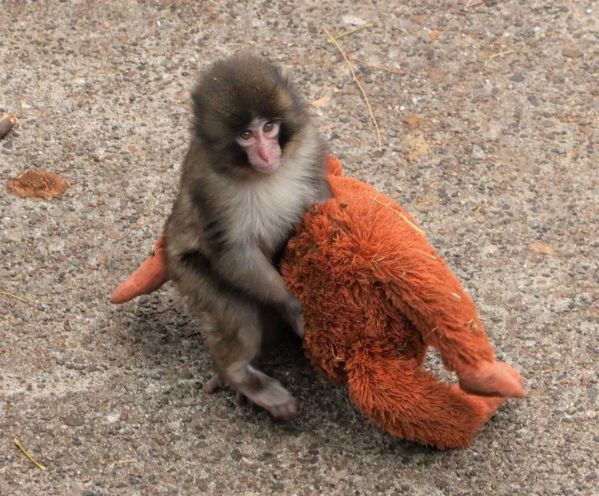 Panchi kun