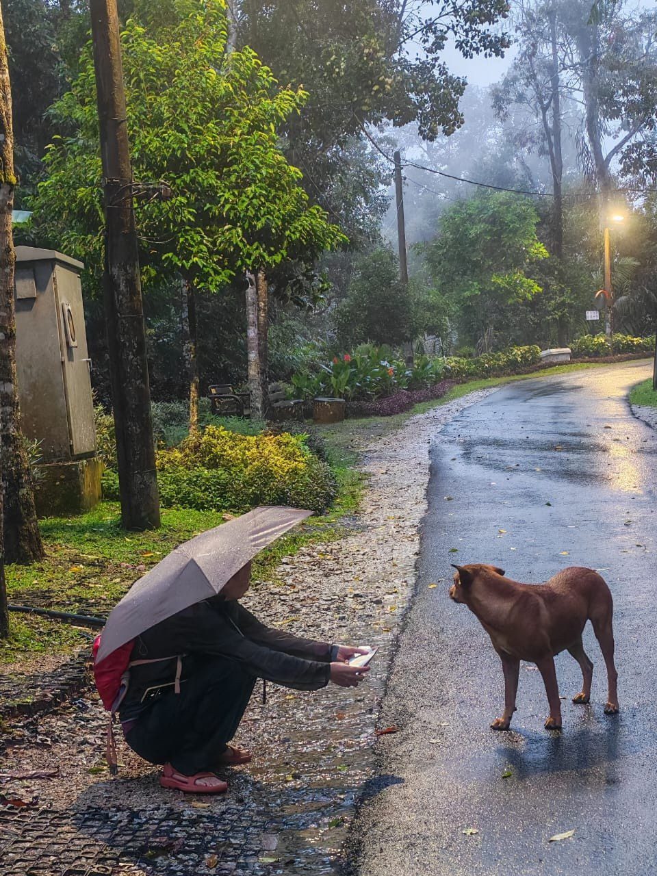 wk penang's 'no kill' programme has neutered over , stray dogs so far