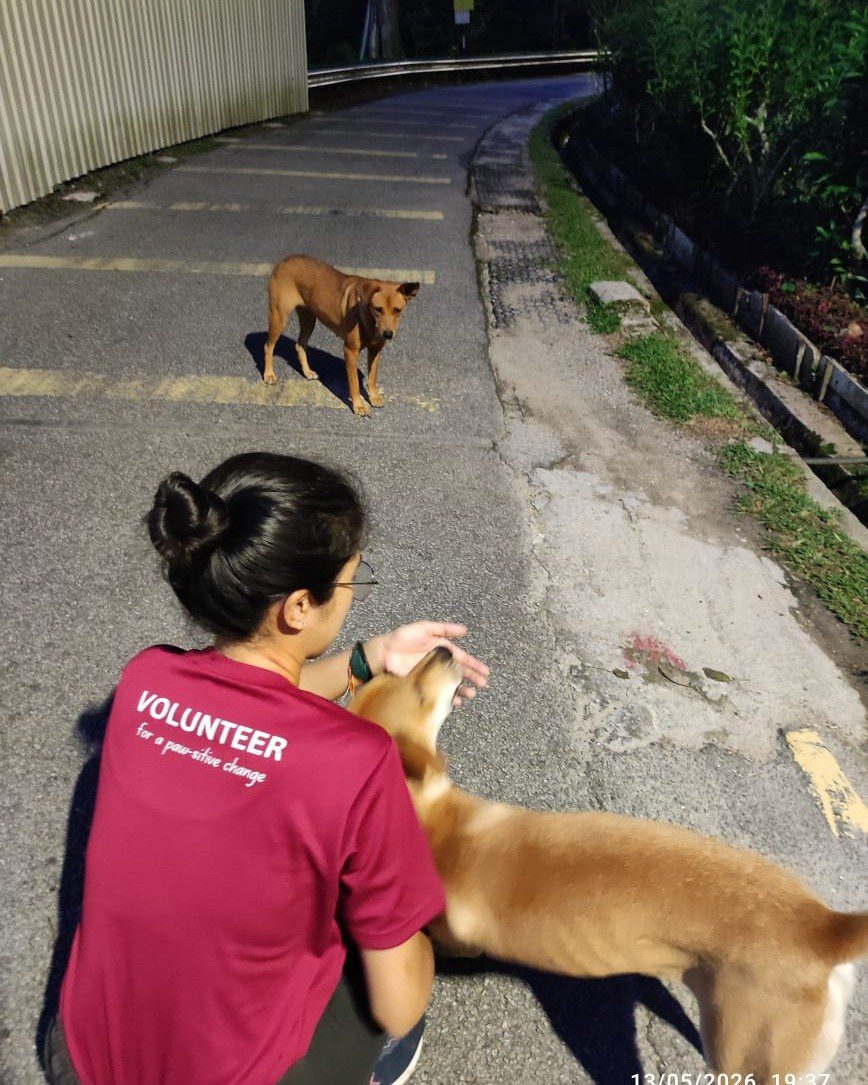 wk stray dog no kill penang