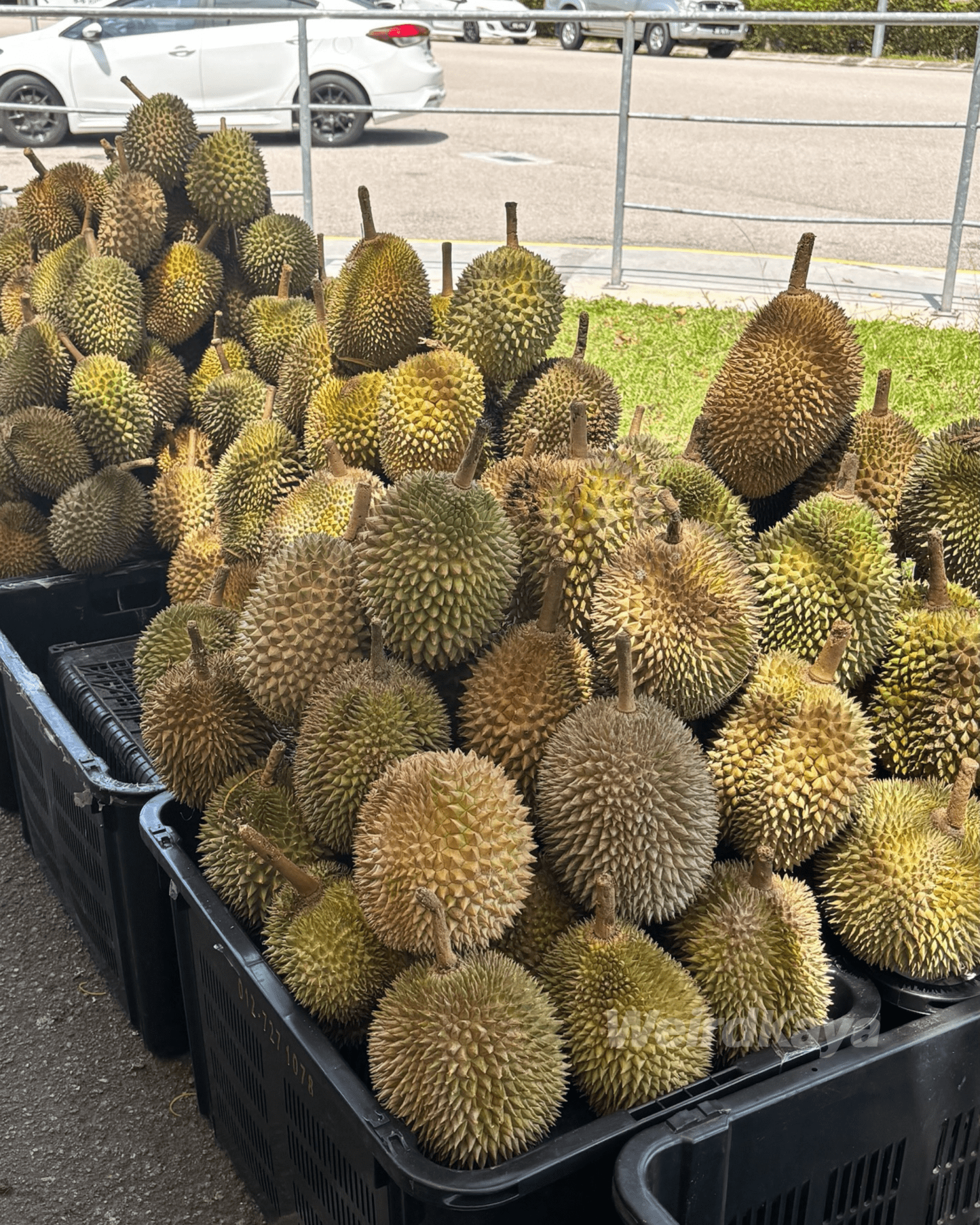  wk durian at jb stall 