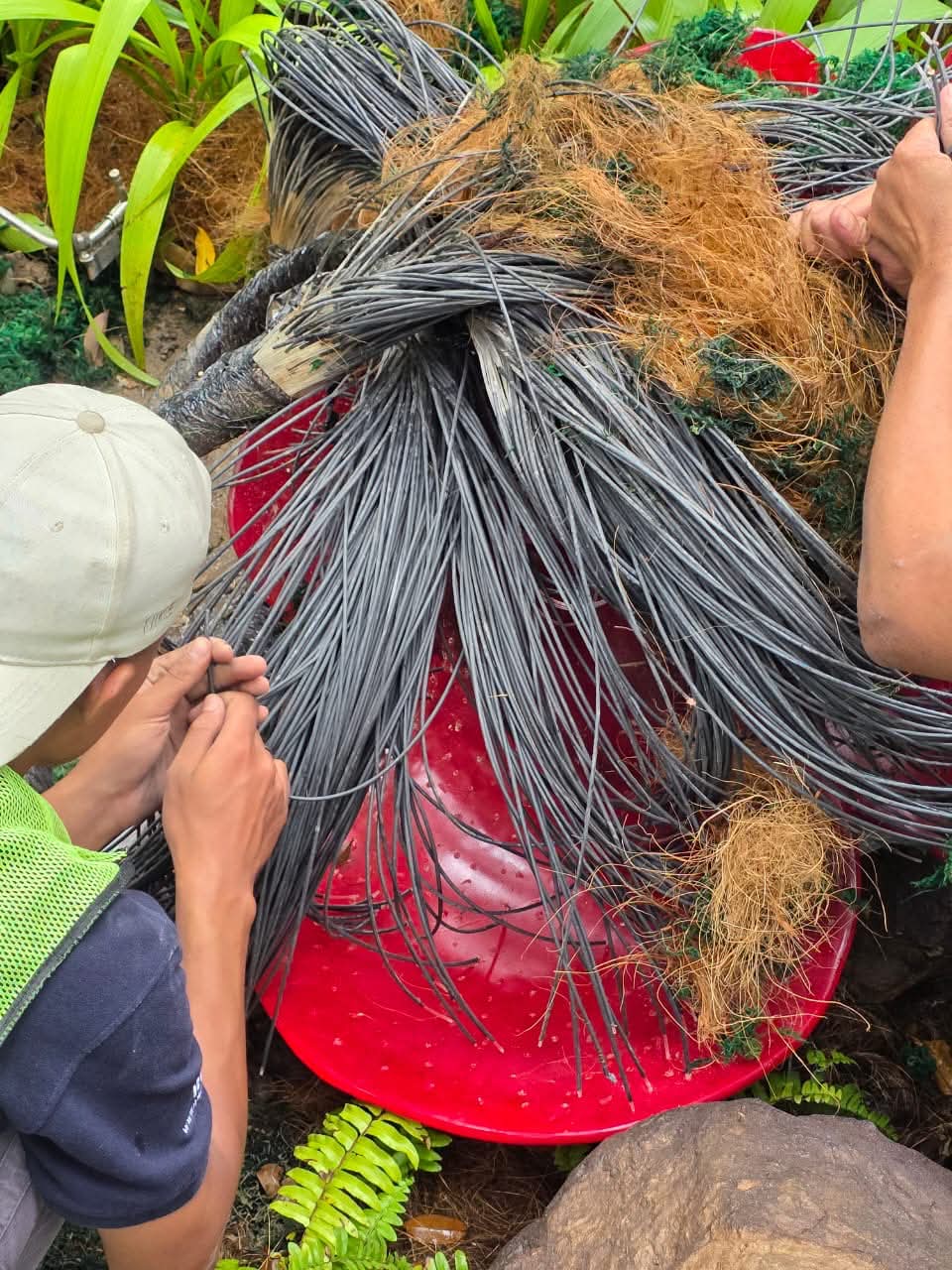 wk “not fake, it’s an installation” m’sian team explains klia ’s viral hornbill & rafflesia