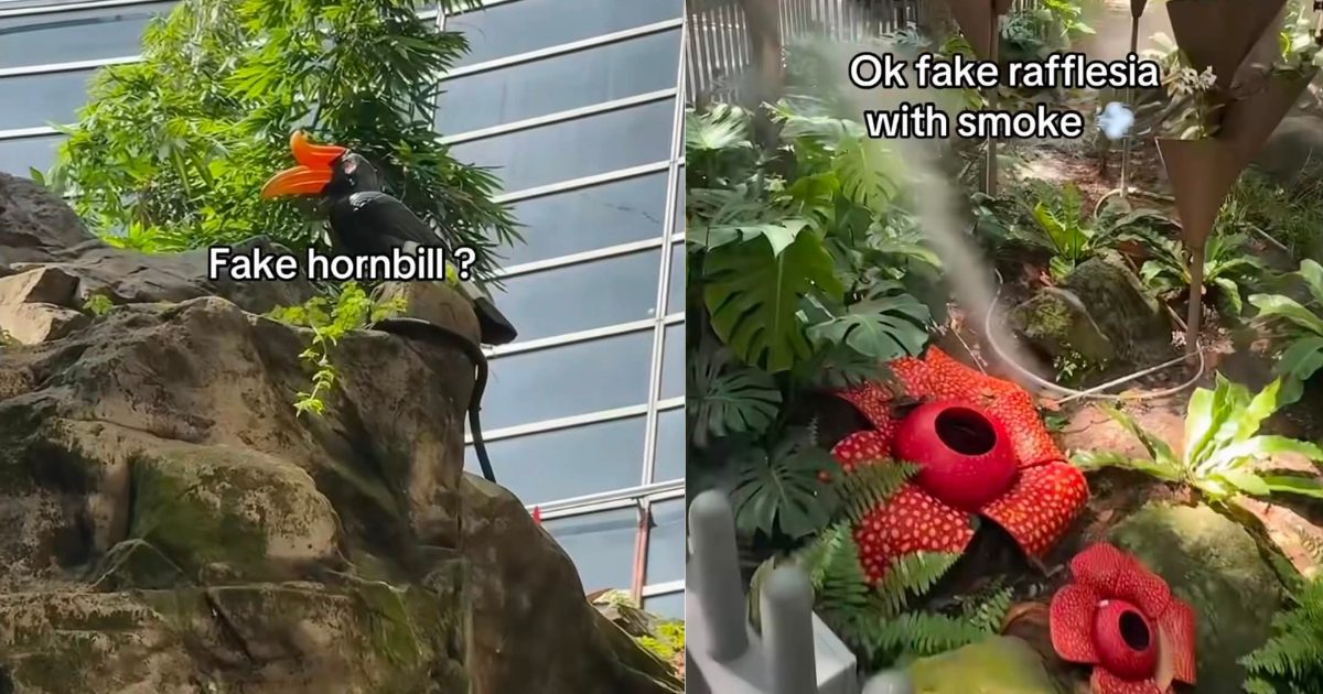 wk 'fake' hornbill n rafllesia