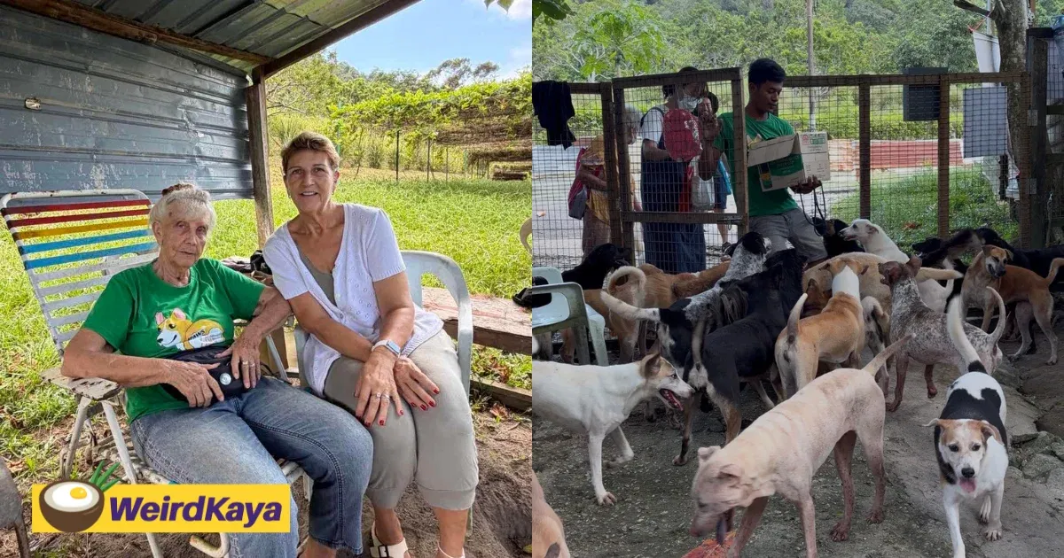 This 81yo German Came To Penang To Retire, But Now She Devotes Her Life To Saving Over 700 Dogs | WeirdKaya