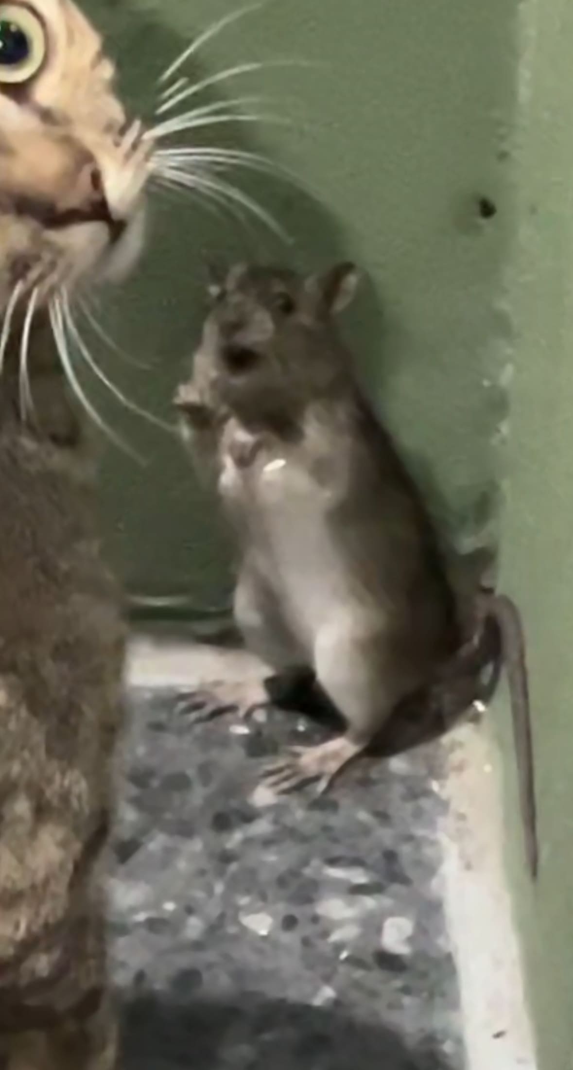 3 cats cornered rat
