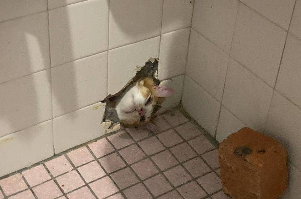 cat stuck in wall