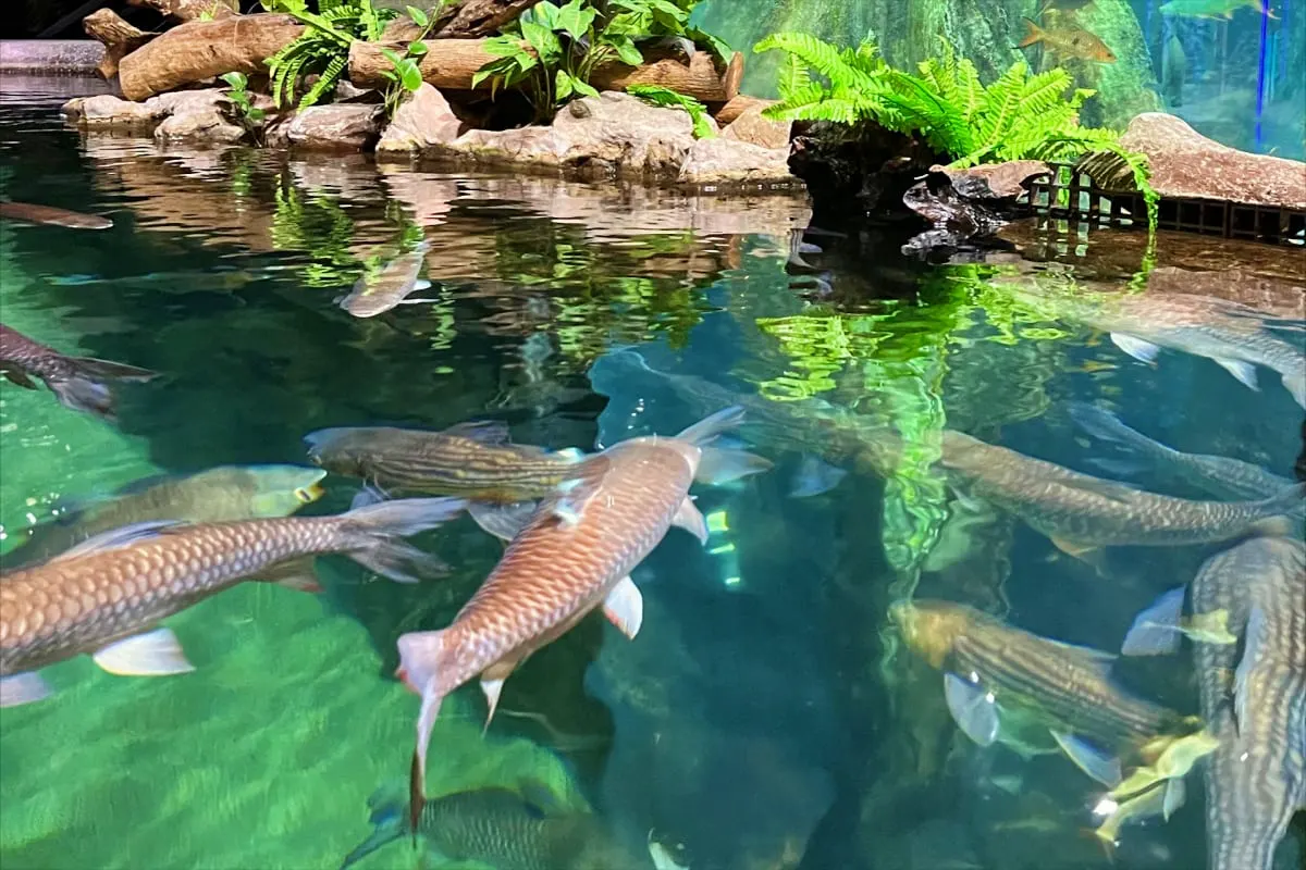Aquaria KLCC near drowning (3)