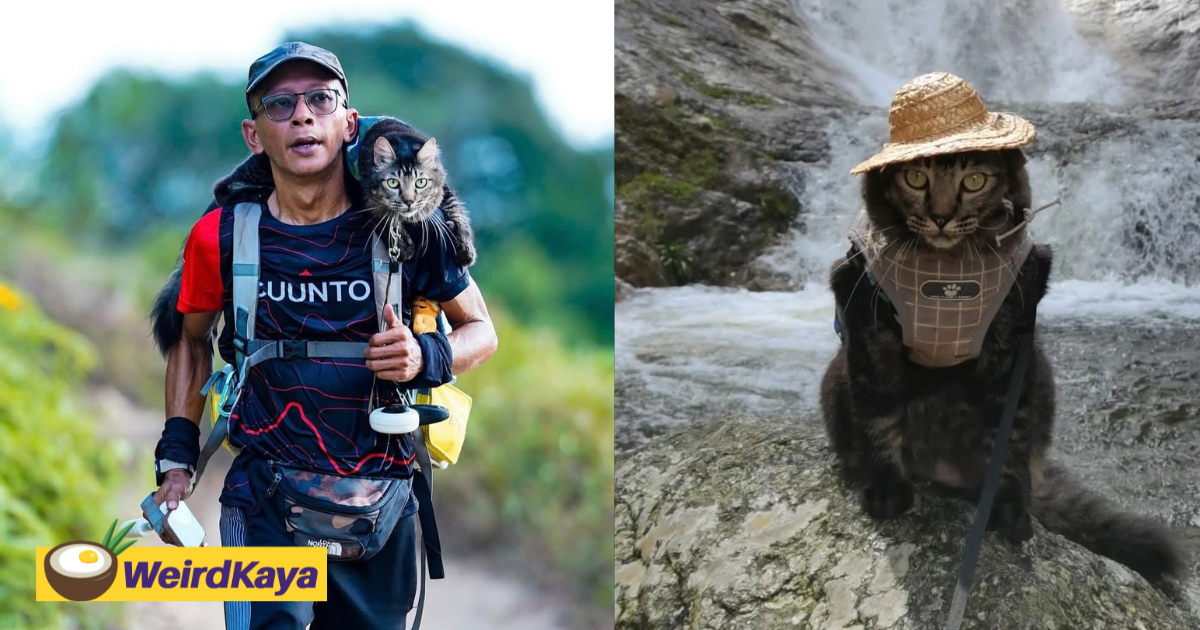 I Never Thought The Kitten I Found In A Box Would One Day Go Paragliding & Collect Nearly 80 Medals With Me | WeirdKaya