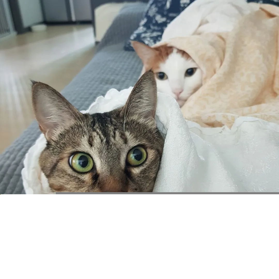 The most hated gangster in Squid Game is actually a cat lover in real life