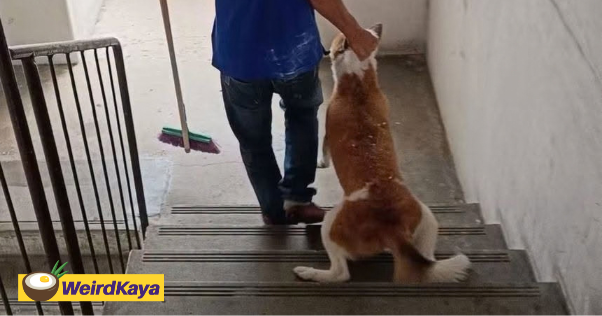 Loyal Dog In M’sia Refuses To Leave Former Home After Owner Allegedly Abandons It | WeirdKaya
