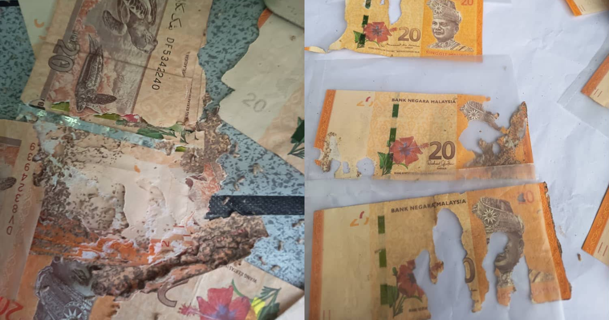 RM2k eaten by termites (1)