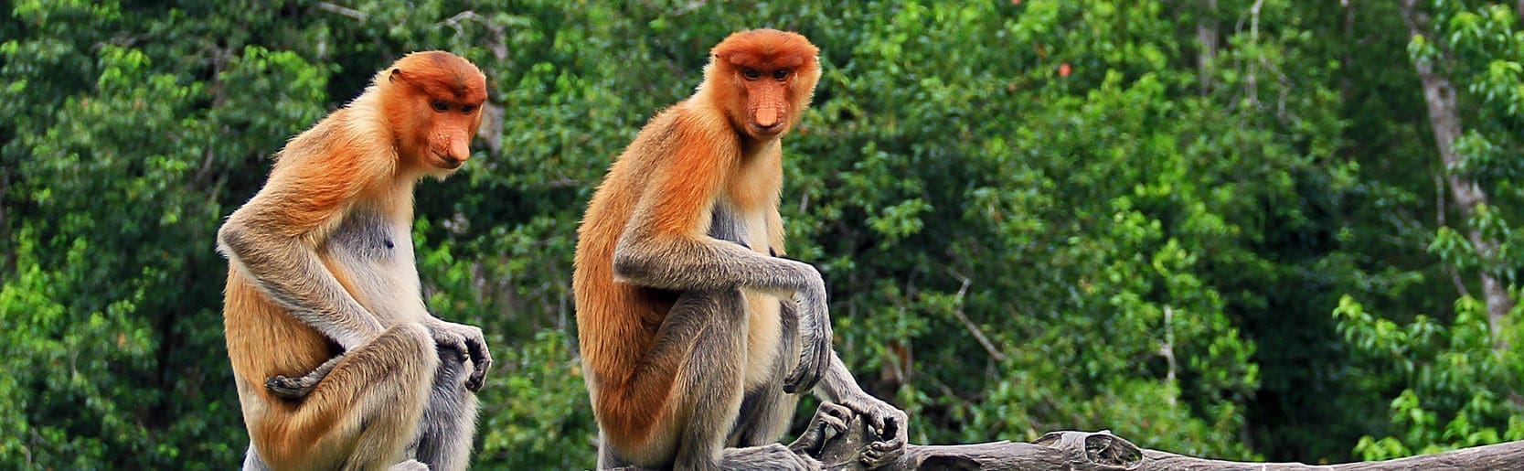 5 Reasons Why Sabah SHOULD Be In Your List