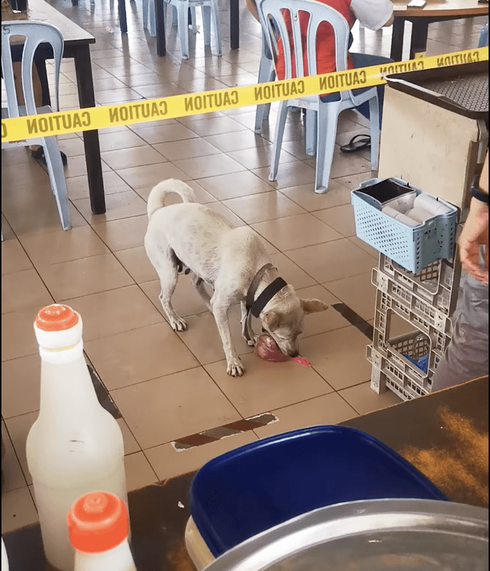 Adorable “Tapau” dog shot dead by local authorities, netizens express outrage and grief
