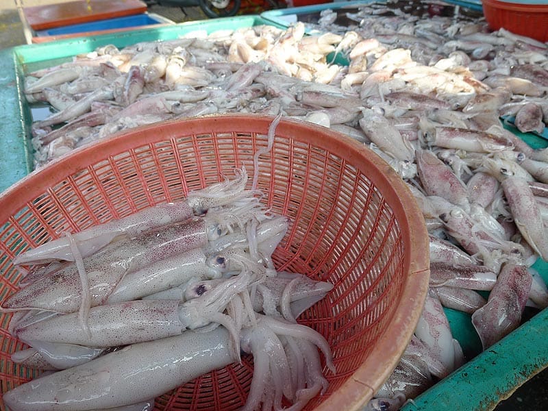 Sotong Malaysia