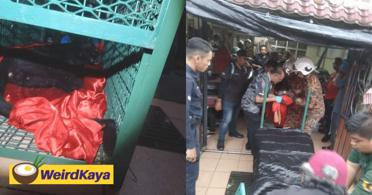 [VIDEO] Wild Black Panther Found Near Front Yard At Taman Pelangi Semenyih, Shocks Residents