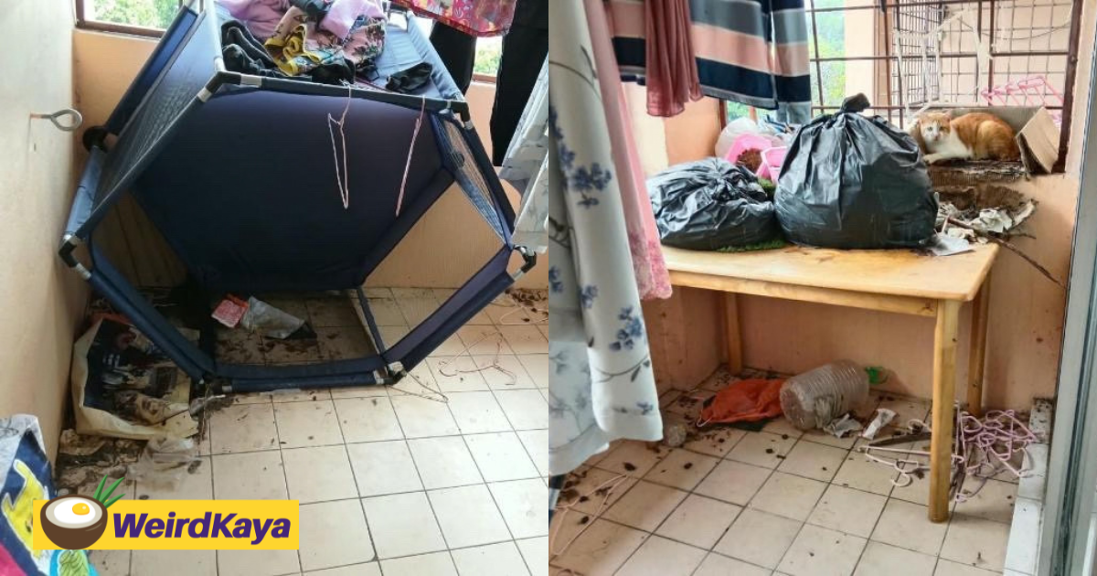 ‘Worse Than An Abandoned House’ – M’sian Owner Shocked To Find Apartment Filled With Rubbish & Cat Poo | WeirdKaya