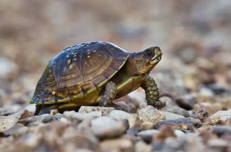 A turtle