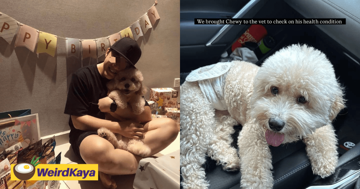 M'sian Man Slammed For Ditching His Pet Dog At Boarding Centre & Going MIA