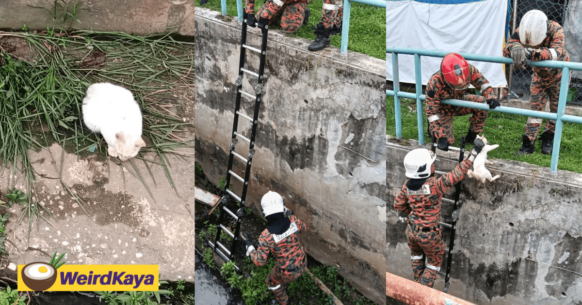'Abang Bomba Saves The Day Again!' - Ipoh Firefighters Share Cute Rescue Of Cat Trapped Inside Drain