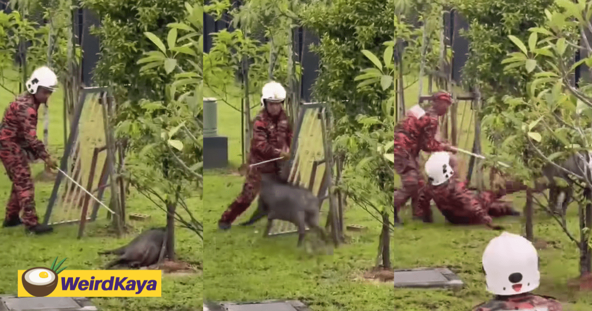 Abang Bomba Slips & Falls While Fleeing From Wild Boar, Thankfully Escapes Unhurt