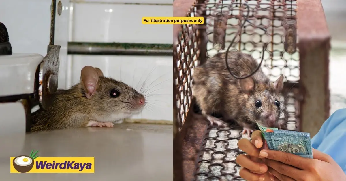 Authorities Offer RM2 Bounty For Every Rat Caught To Combat Rodent Infestations