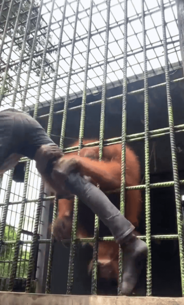 orangutan