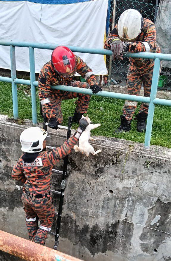 Bomba cat rescue