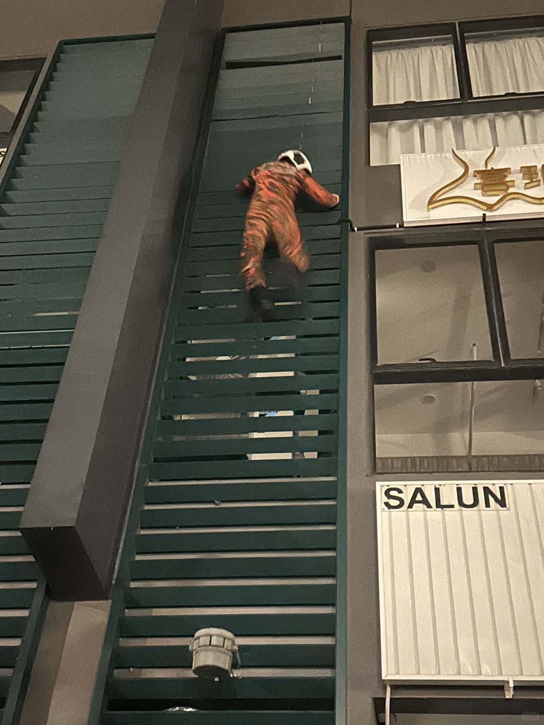 Bomba save cat down from ledges (1)