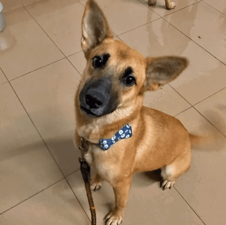 A brown dog named Teh