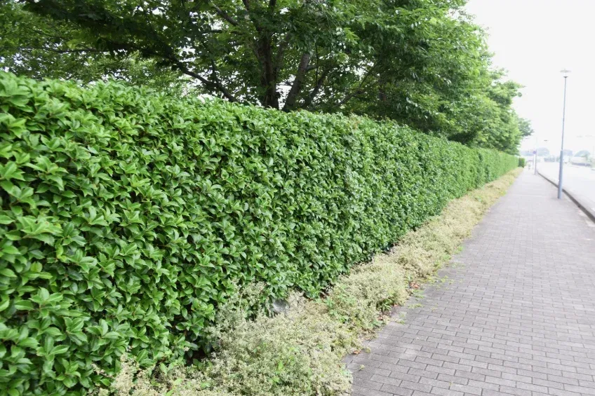 bushes
