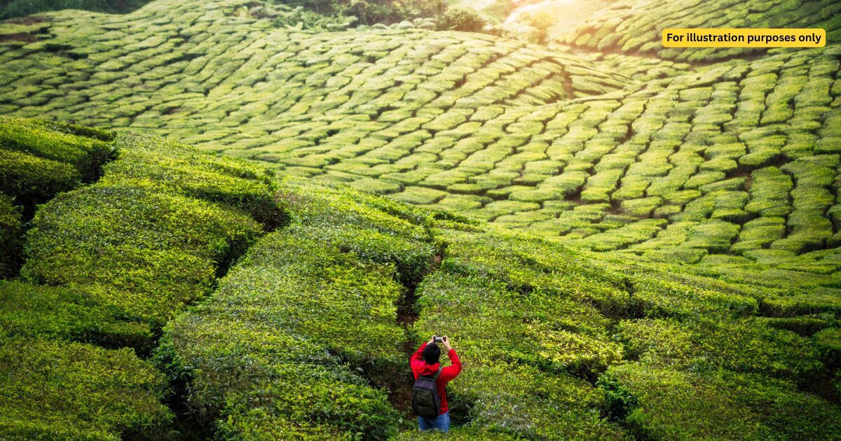 Cameron highland