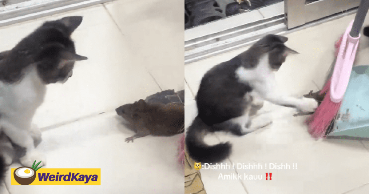 Cat Brings Back Captured Rat to Its Owner, Then Slaps It Non-Stop Like It’s Teaching It A Lesson