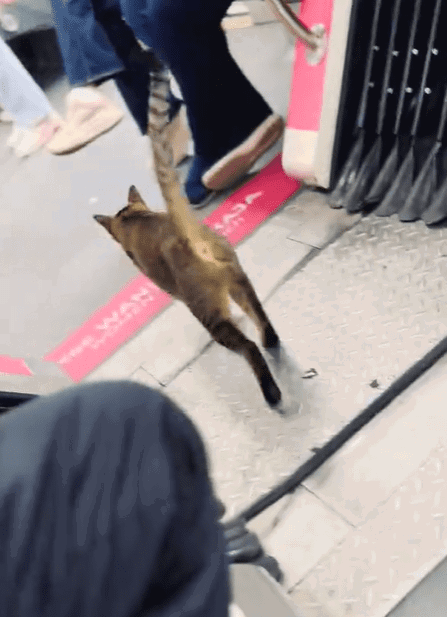 Cat casually walking into female coach Screenshot 2025-03-14 180227