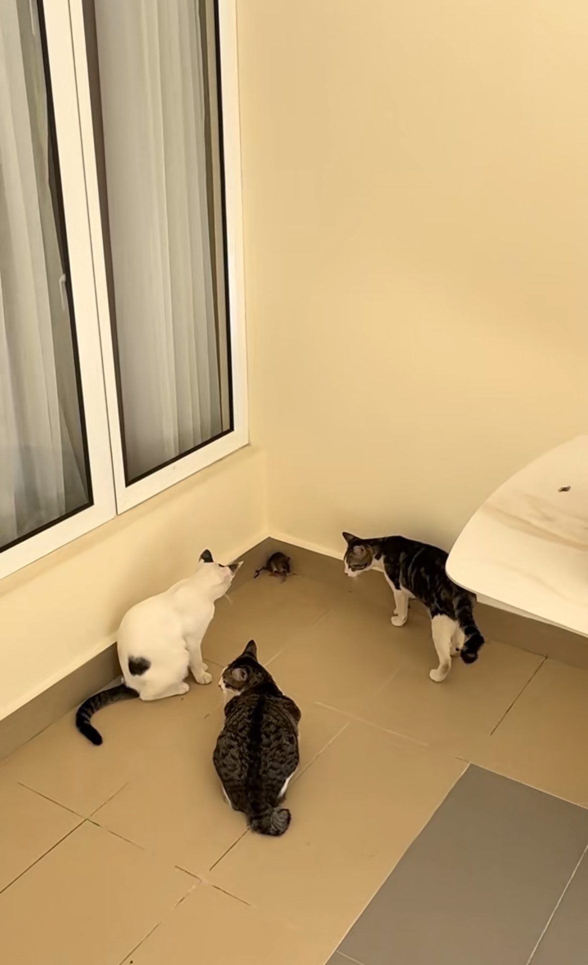 cat cornered a rat