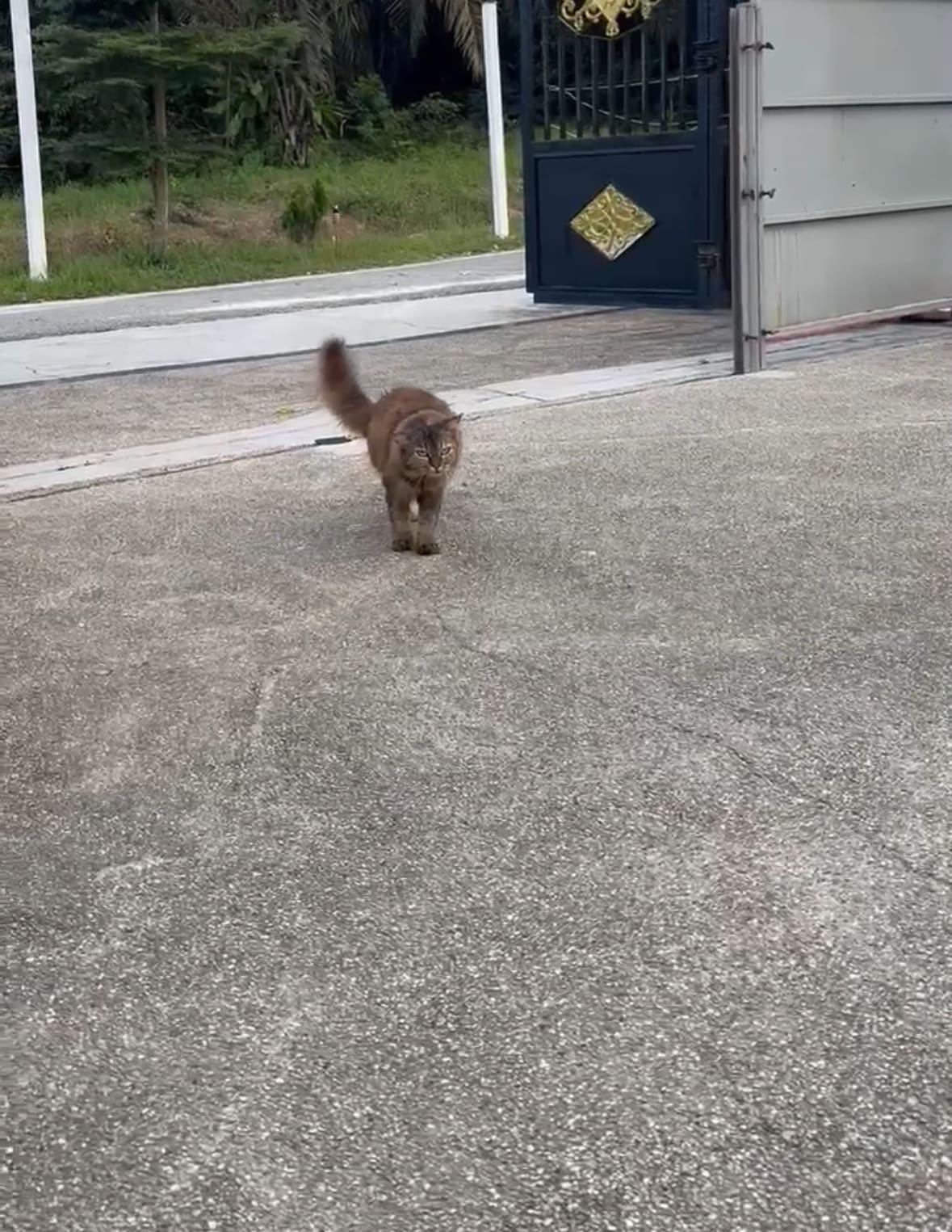 Cat Loses Leg Due To Diabetes After Years Of Eating Human Food High In Sugar