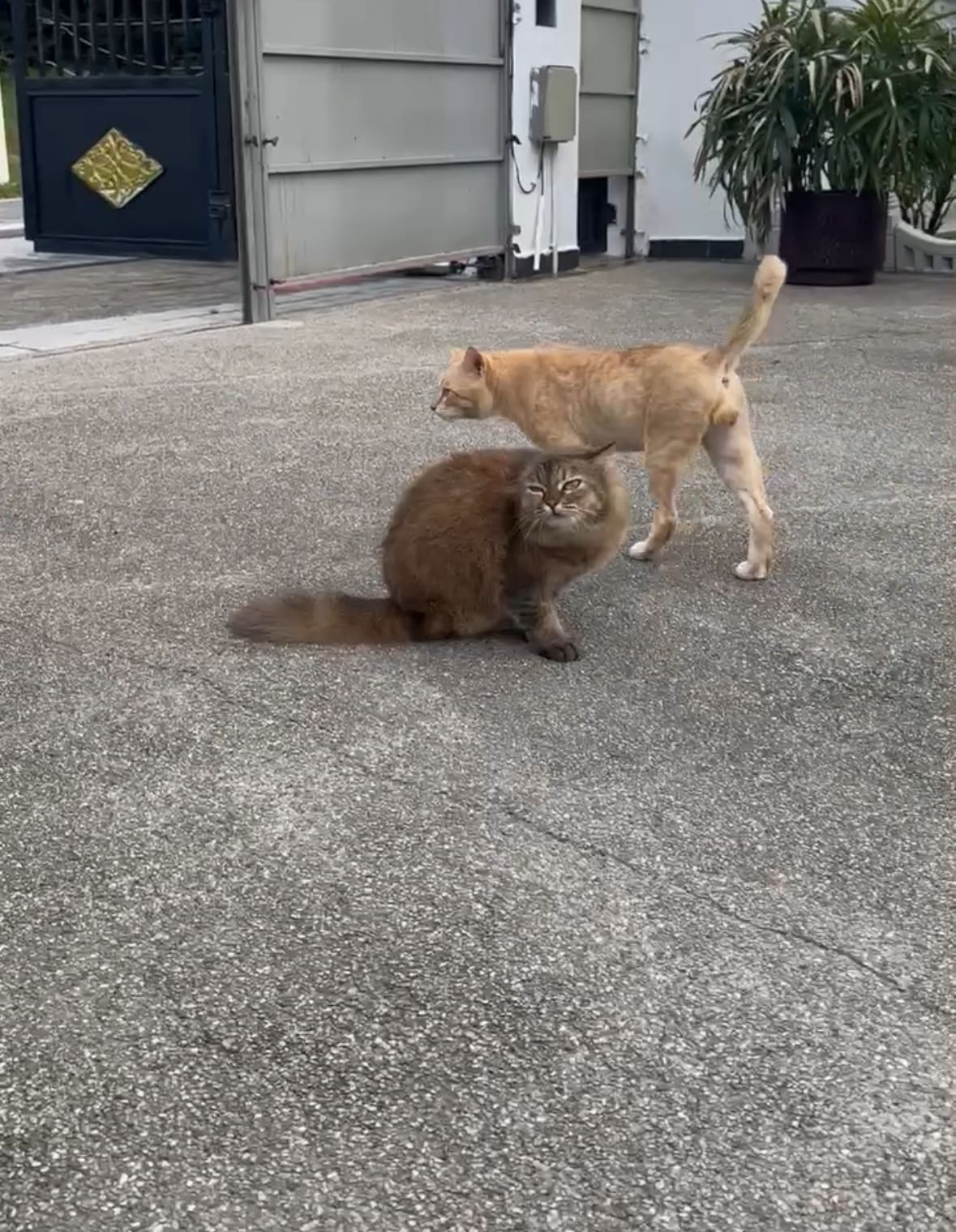 Cat Loses Leg Due To Diabetes After Years Of Eating Human Food High In Sugar