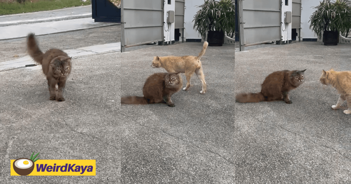 Cat Loses Leg Due To Diabetes After Years Of Eating Human Food High In Sugar