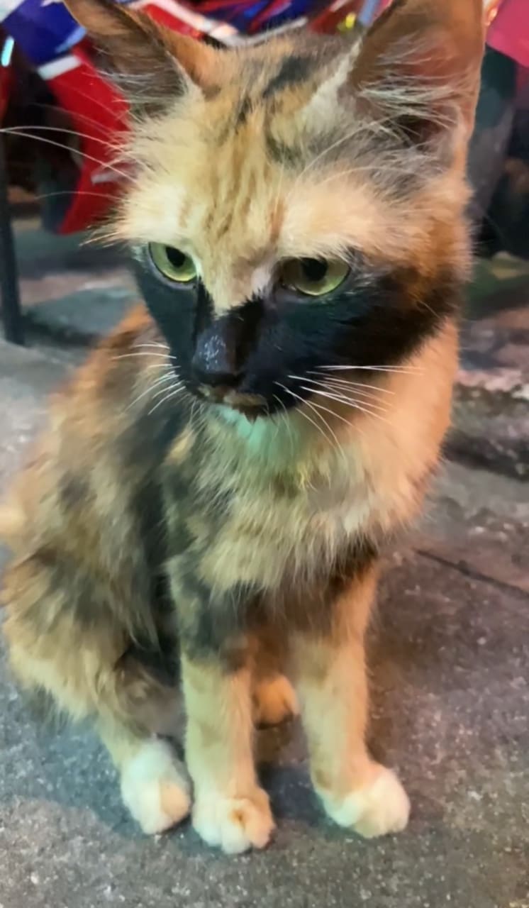 cat sitting on the road