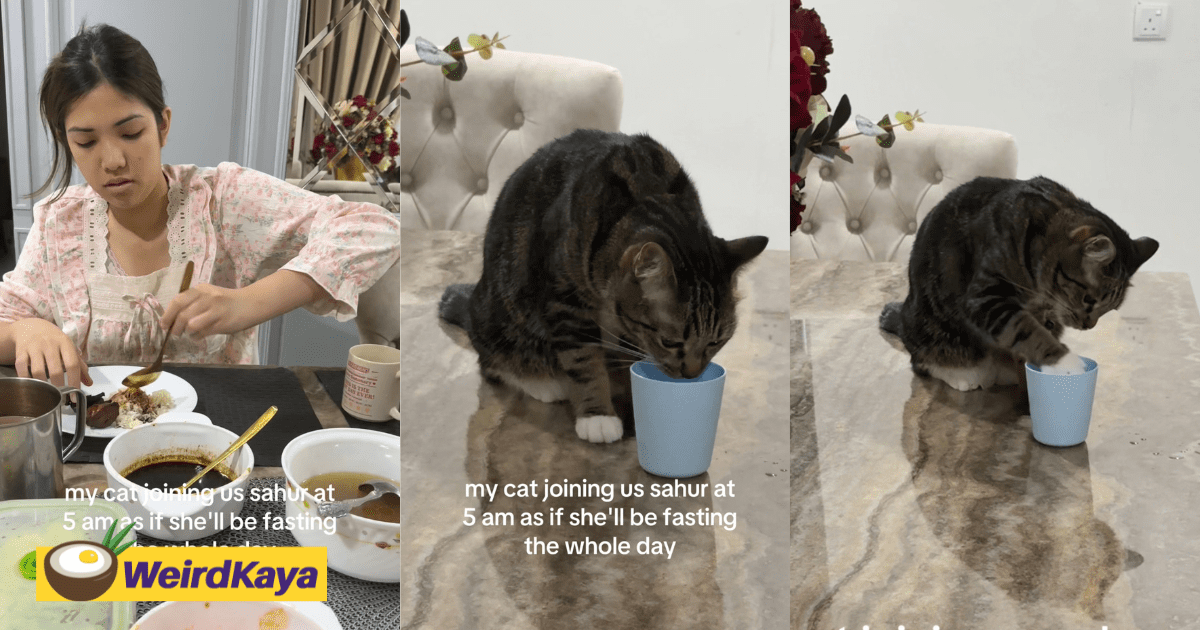 Cat Wakes Up At 5 AM For Sahur As If She’s Fasting The Whole Day