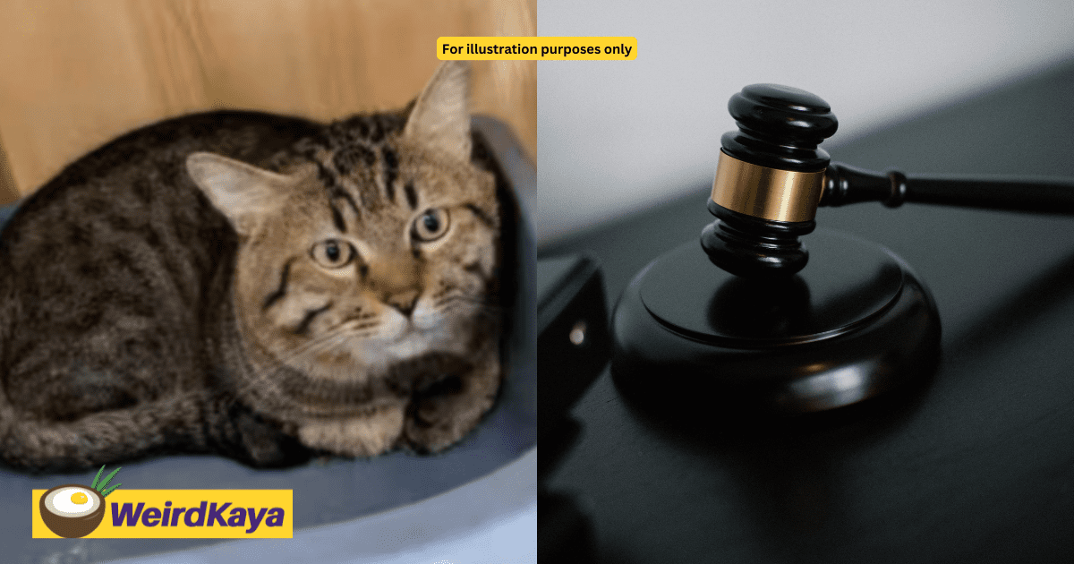 China Court To Auction Off Cat For RM322 After Owner Fails To Repay Debt