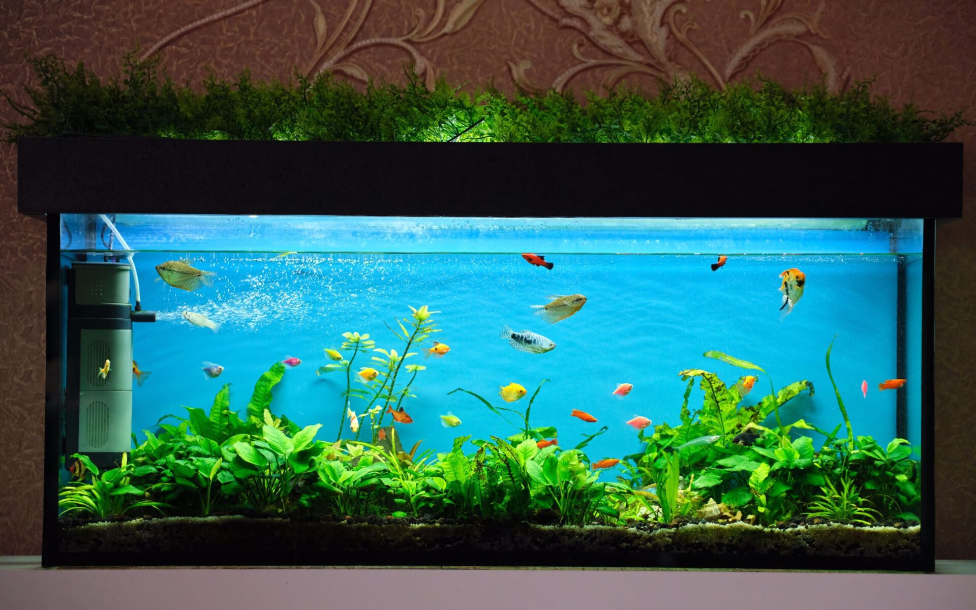 12yo Boy Killed By Glass Shards After Aquarium Shatters At Johor Home