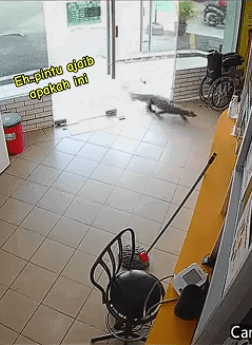 Comment on lizard visit clinic (2)